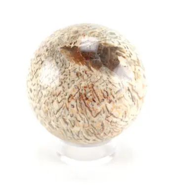 Petrified palm wood sphere - 8.5 cm - fossil Wunderkammer object - detail photo