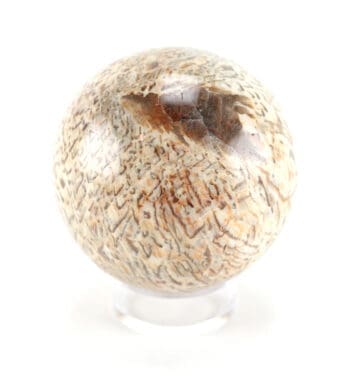 Versteend palmhout bol – 8,5 cm – fossiel Wunderkammer object – detailfoto
