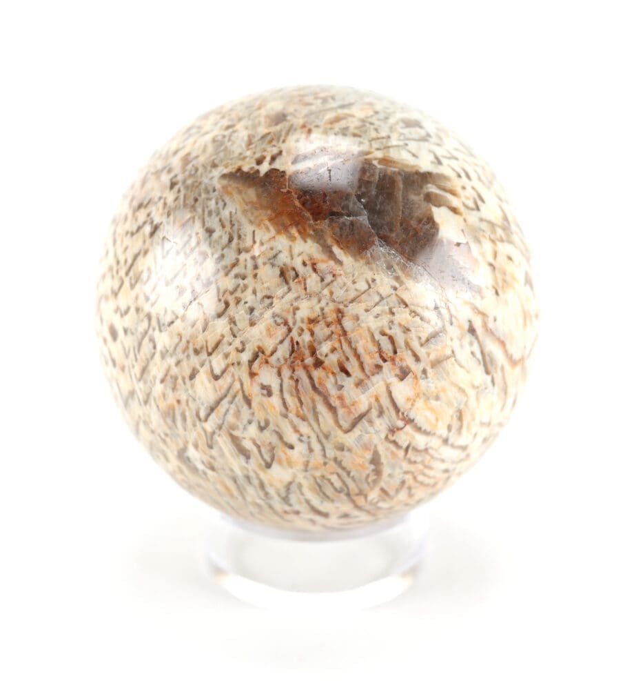 Versteend palmhout bol – 8,5 cm – fossiel Wunderkammer object – Vergulde Kat