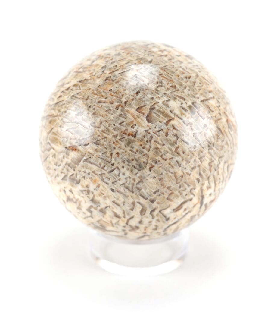 Versteend palmhout bol – 8,5 cm – fossiel Wunderkammer object – Vergulde Kat