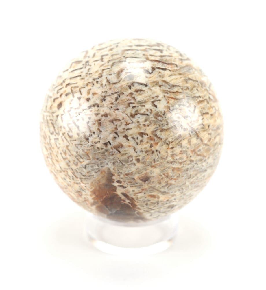 Versteend palmhout bol – 8,5 cm – fossiel Wunderkammer object – Vergulde Kat